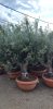 Olea Europaea Ramificado - Olajfa