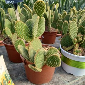 Opuntia Cespitosa - Kaktusz