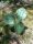 Opuntia Cespitosa - Kaktusz