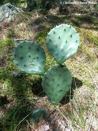 Opuntia Cespitosa - Kaktusz