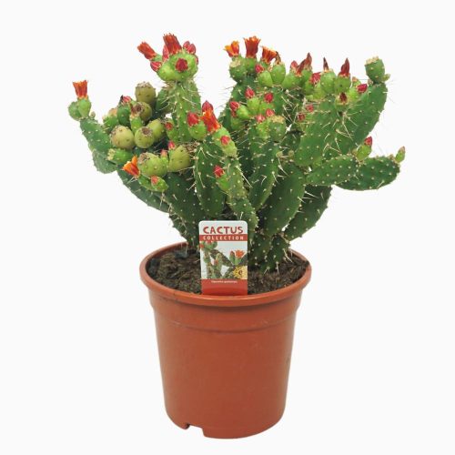 Opuntia quitensis flowering - Oszlopos kaktusz
