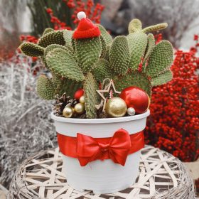 Opuntia microdasys var. 'Rufida' - Fügekaktusz