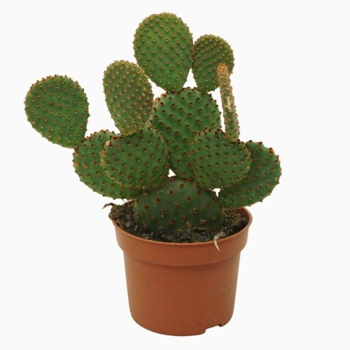Opuntia microdasys var. 'Rufida' - Fügekaktusz