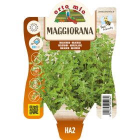 Origanum majorana - Majoranna