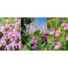 Garden Orchid mix - Kerti Orchidea 3-5 virágszár
