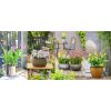 Garden Orchid mix - Kerti Orchidea 3-5 virágszár