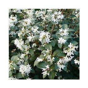 Osmanthus burkwoodii – Burkwood-illatvirág (törzses)