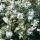 Osmanthus burkwoodii – Burkwood-illatvirág (törzses)