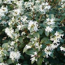 Osmanthus burkwoodii – Burkwood-illatvirág (törzses)