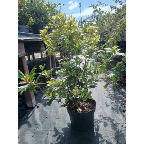   Osmanthus heterophyllus 'Goshiki' – Tarkalevelű illatvirág