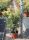 Osmanthus heterophyllus 'Tricolor' – Tarkalevelű illatvirág