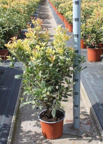 Osmanthus heterophyllus 'Tricolor' – Tarkalevelű illatvirág