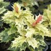 Osmanthus heterophyllus 'Tricolor' – Tarkalevelű illatvirág