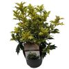 Osmanthus heterophyllus 'Tricolor' – Tarkalevelű illatvirág
