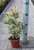 Osmanthus heterophyllus 'Tricolor' – Tarkalevelű illatvirág