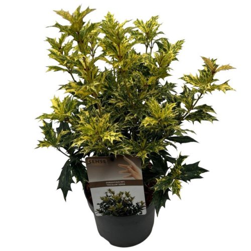 Osmanthus heterophyllus 'Tricolor' – Tarkalevelű illatvirág
