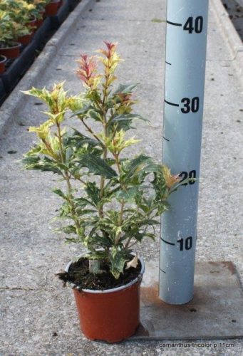 Osmanthus heterophyllus 'Tricolor' – Tarkalevelű illatvirág