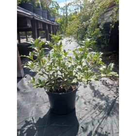   Osmanthus heterophyllus 'Variegatus' – Illatvirág