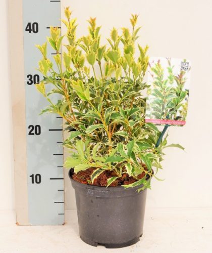 Osmanthus heterophyllus 'Variegatus' – Illatvirág