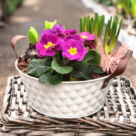 Összeültetés tálban (Jácint, primula, gyönygyike)