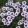 Osteospermum  - Cseppecskevirág (3D Purple ice)