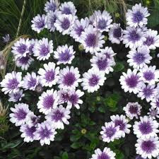 Osteospermum  - Cseppecskevirág (3D Purple ice)