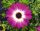 Osteospermum  - Cseppecskevirág (Crystal pink)