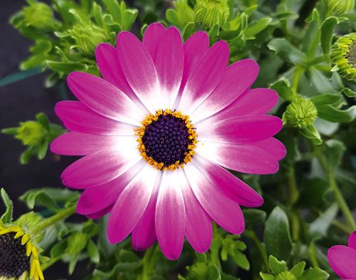 Osteospermum  - Cseppecskevirág (Crystal pink)