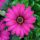 Osteospermum  - Cseppecskevirág (FlowerPower Purple)