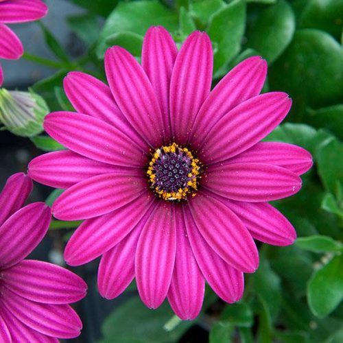 Osteospermum  - Cseppecskevirág (FlowerPower Purple)