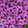 Osteospermum  - Cseppecskevirág (halvány lila)