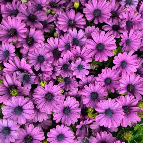 Osteospermum  - Cseppecskevirág (halvány lila)