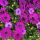 Osteospermum  - Cseppecskevirág (lila)