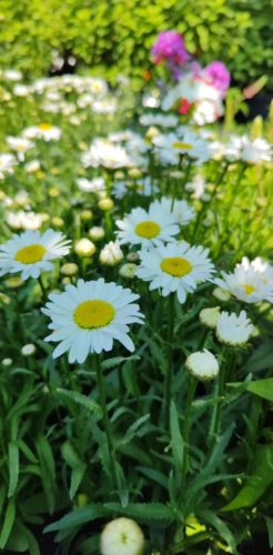 Osteospermum Margarita- Cseppecskevirág / Margaréta