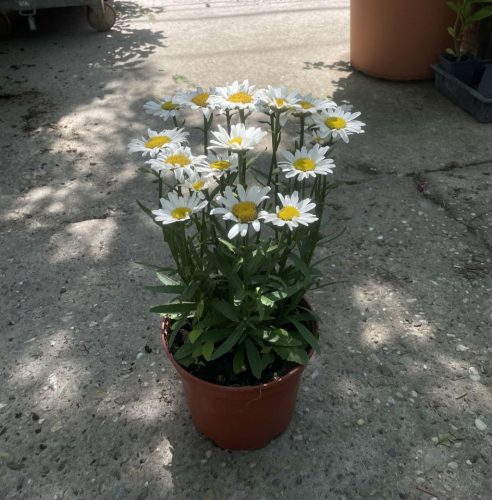 Osteospermum Margarita- Cseppecskevirág / Margaréta
