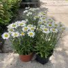 Osteospermum Margarita- Cseppecskevirág / Margaréta