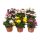 Osteospermum Mix - Cseppecskevirág