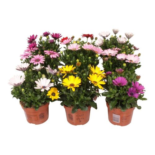 Osteospermum Mix - Cseppecskevirág