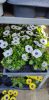 Osteospermum mix - Cseppecskevirág
