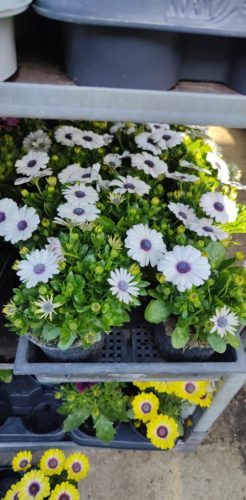 Osteospermum mix - Cseppecskevirág