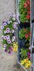 Osteospermum mix - Cseppecskevirág