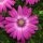 Osteospermum  - Cseppecskevirág (Pink orbit)