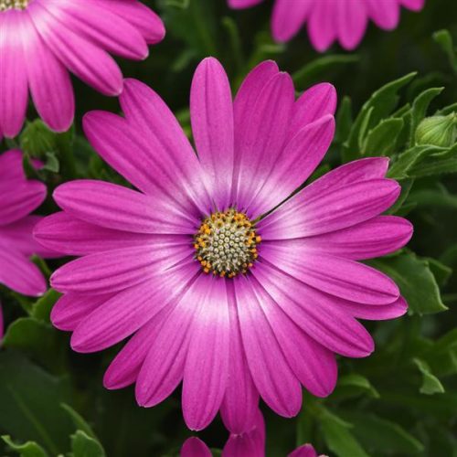 Osteospermum  - Cseppecskevirág (Pink orbit)