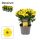 Osteospermum  - Cseppecskevirág (Pure yellow)