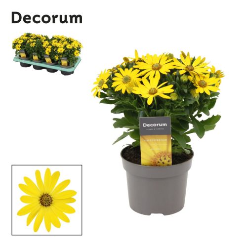 Osteospermum  - Cseppecskevirág (Pure yellow)