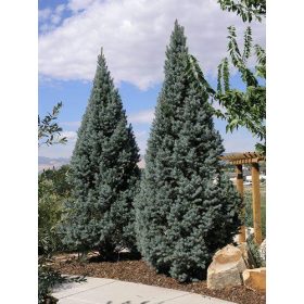   Picea pungens 'Iseli Fastigiata' – Oszlopos ezüstfenyő