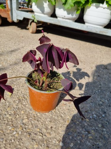 Oxalis - Négylevelű Madársóska, lóhere