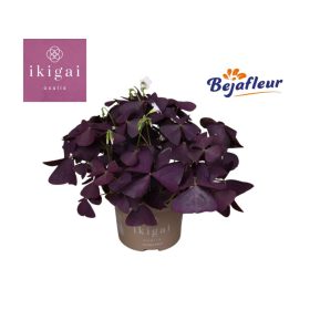 Oxalis ikigai Mijke - Háromszöglevelű madársóska