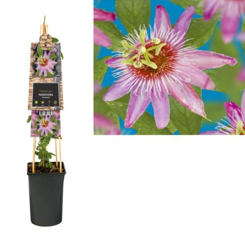 Passiflora 