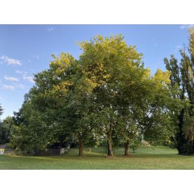 Platanus acerifolia - Platán